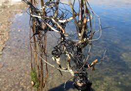 Attēlu rezultāti vaicājumam “Stuckenia pectinata leaf”
