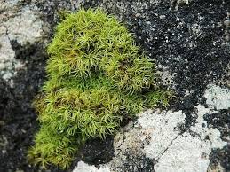 Attēlu rezultāti vaicājumam “Tortella tortuosa”