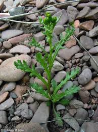 Attēlu rezultāti vaicājumam “Senecio vulgaris”