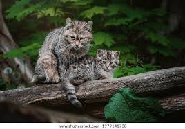 Attēlu rezultāti vaicājumam “Felis silvestris catus juvenile”