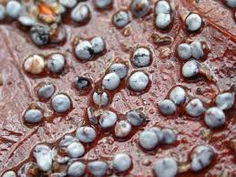 Attēlu rezultāti vaicājumam “Diderma testaceum”