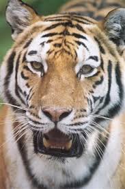 Afbeeldingsresultaat voor tijgers