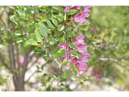 Attēlu rezultāti vaicājumam “Robinia neomexicana”