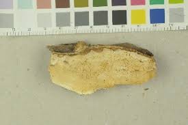 Attēlu rezultāti vaicājumam “Skeletocutis brevispora”