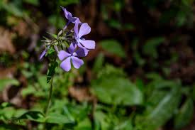 Attēlu rezultāti vaicājumam “Silene borysthenica flower”