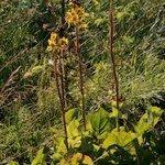 Attēlu rezultāti vaicājumam “Ligularia sibirica”