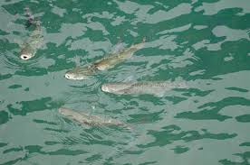 Image result for Liza aurata