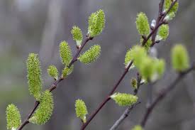 Attēlu rezultāti vaicājumam “Salix daphnoides subsp. acutifolia bud”