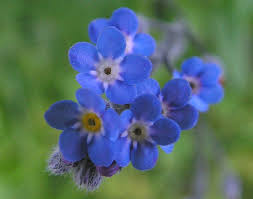 Attēlu rezultāti vaicājumam “Myosotis”