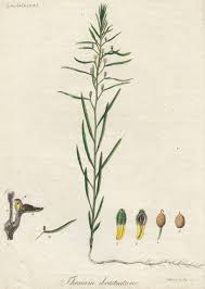 Attēlu rezultāti vaicājumam “Thesium ebracteatum”