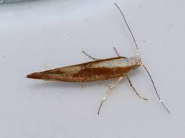 Attēlu rezultāti vaicājumam “Argyresthia albistria”