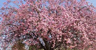 Attēlu rezultāti vaicājumam “Prunus (sakura)”