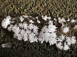 Attēlu rezultāti vaicājumam “Ceratiomyxa porioides young”