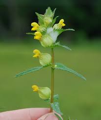 Attēlu rezultāti vaicājumam “Rhinanthus minor leaf”