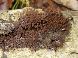 Attēlu rezultāti vaicājumam “Comatricha alta macro”