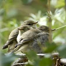Attēlu rezultāti vaicājumam “Phylloscopus trochiloides adult”