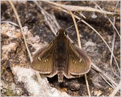 Attēlu rezultāti vaicājumam “Hesperiidae”