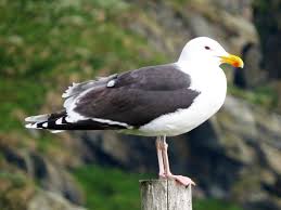 Attēlu rezultāti vaicājumam “Larus marinus”