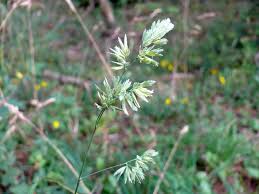 Attēlu rezultāti vaicājumam “Dactylis polygama”