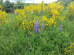 Image result for Lupinen