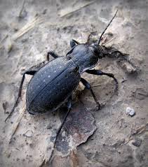 Attēlu rezultāti vaicājumam “Carabus hortensis”