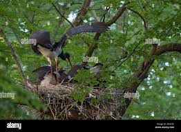 Attēlu rezultāti vaicājumam “Ciconia nigra adult”
