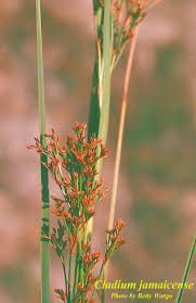 Attēlu rezultāti vaicājumam “Cladium mariscus”