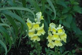 Attēlu rezultāti vaicājumam “Antirrhinum majus leaf”