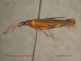 Attēlu rezultāti vaicājumam “Pyrochroidae”