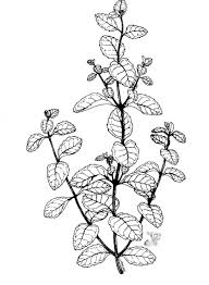 Image result for Menta x piperita