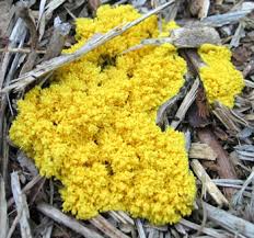 Attēlu rezultāti vaicājumam “Fuligo septica var. candida spores”