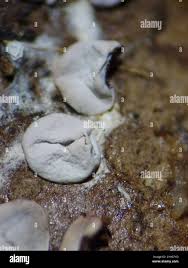 Attēlu rezultāti vaicājumam “Diderma chondrioderma spores”