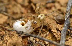Attēlu rezultāti vaicājumam “Cheiracanthium sp.”