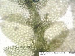 Attēlu rezultāti vaicājumam “Calypogeia suecica”