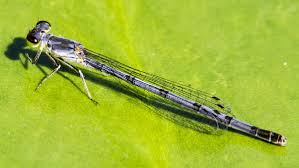 Attēlu rezultāti vaicājumam “Comatricha fragilis”