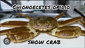 Image result for Chionoecetes opilio