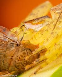 Attēlu rezultāti vaicājumam “Lycogala confusum macro”