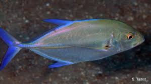 Image result for Caranx melampygus