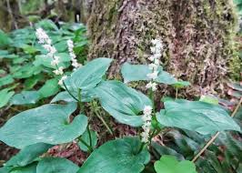 Attēlu rezultāti vaicājumam “Maianthemum bifolium leaf”