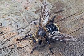 Attēlu rezultāti vaicājumam “Laphria gibbosa”
