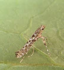 Attēlu rezultāti vaicājumam “Gracillariidae”