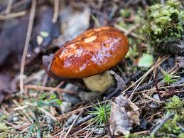 Attēlu rezultāti vaicājumam “Suillus luteus”