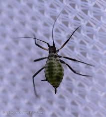 Attēlu rezultāti vaicājumam “Macrosiphoniella millefolii”