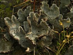 Attēlu rezultāti vaicājumam “Peltigera canina”