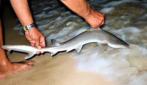 Image result for Paragaleus pectoralis