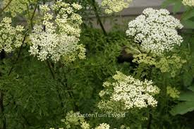 Attēlu rezultāti vaicājumam “Cenolophium denudatum”