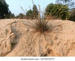 Attēlu rezultāti vaicājumam “Corynephorus canescens”