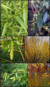 Attēlu rezultāti vaicājumam “Salix Vetrix”