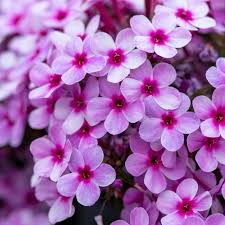 Image result for Phlox (großblumig)