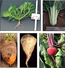 Image result for Beta vulgaris